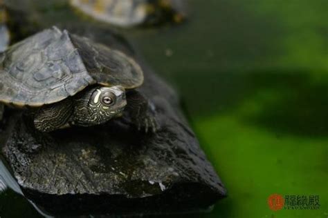 烏龜招財|【烏龜養幾隻比較好】養烏龜的吉利招財數字！養幾隻最合適？